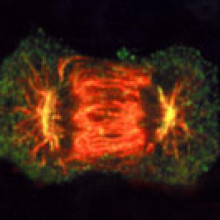 Cells Dividing Figure 1: A tumour is formed when cells divide out of control.