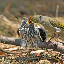 The cuckoo, perhaps the best known parasite, is reared by foster parents. After it hatches the chick pushes its adoptive brothers and sisters out of the nest.