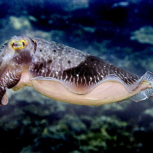 Cuttlefish