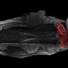 The heart forming in a mouse embryo