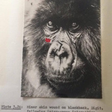 A photo of the gorilla Digit, from the PhD of Dian Fossey.