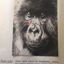 Digit A photo of the gorilla Digit, from the PhD of Dian Fossey.