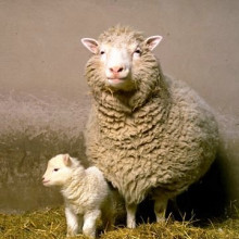 Dolly the Sheep with her first born lamb, called Bonnie.