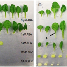 The ways that plants respond to drought can be changed