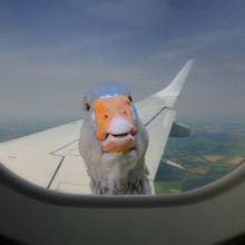 Goose tapping on the window