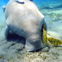 Dugong