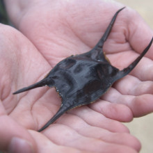 Skate egg case. (c) Helen Scales