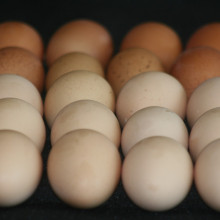 Eggs