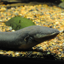 Electric eel