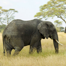 Elephants have extra copies of a gene that protects against cancer.