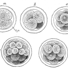 Embryogenesis