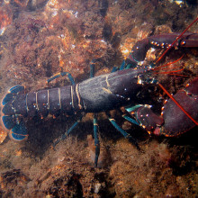 European lobster