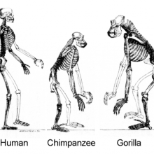 Evolution, ape skeletons. Gibbon now shown at natural size.