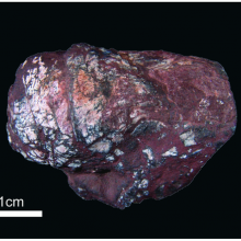 Fish coprolite containing tapeworm eggs 270 million year old fish coprolite containing tapeworm eggs.