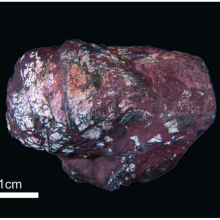 270 million year old fish coprolite containing tapeworm eggs.