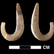 A complete shell fish hook from the Pleistocene levels of a cave site at the east end of Timor. This hook is made on Trochus shell and is dated to ~11,000 cal years BP
