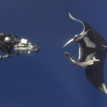 Giant manta Giant manta