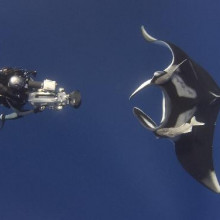 Giant manta