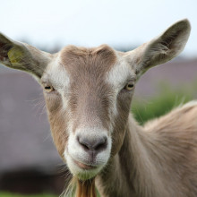 Goats helped us discovered coffee, or so the legend goes!