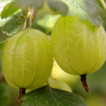 Green gooseberries