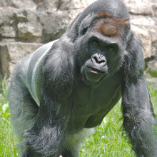 Western Gorilla