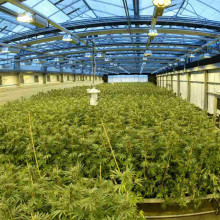 The cannabis growing facility used to create the drug Sativex.