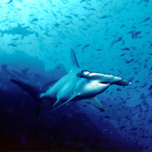 Hammerhead Shark, Costa Rica