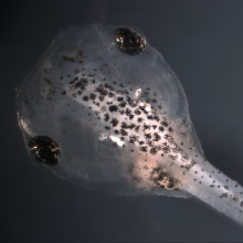 Tadpole of X. tropicalis Image © Science/AAAS