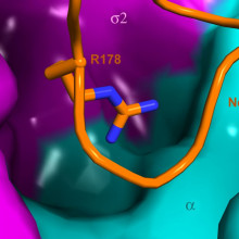 HIV nef interacts with AP2 Researchers have worked out the structure of a protein complex that is involved in the destruction of T helper cells by HIV.