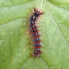 Healthy gypsy moth caterpillar on a leaf.