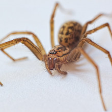 Tegenaria Spider