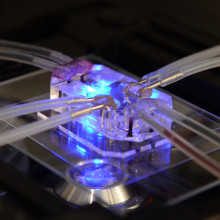  Combining microfabrication techniques with modern tissue engineering, a lung-on-a-chip offers an in vitro approach to drug screening by mimicking the complicated mechanical and biochemical behaviors of a human lung. This image relates to the Science...
