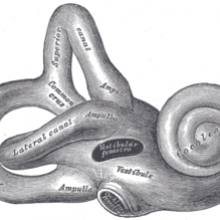 Inner ear