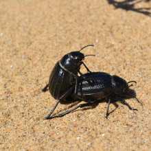 Beetle sex