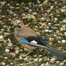 Eurasian Jay