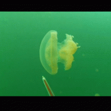 Fluid mixing behind Mastiagas jellyfish