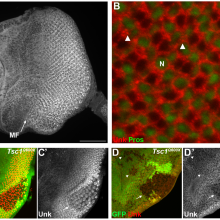 Unkempt Unkempt gene paper