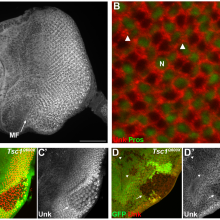 Unkempt gene paper