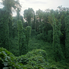 Kudzu (Pueraria lobata), an Asian vine that blankets buildings and trees in the southern United States, provides a graphic illustration of the potential of a plant invasion, as it literally chokes out native plant life.