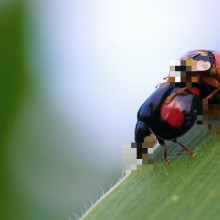 Two ladybirds mating