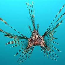 Lionfish