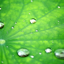 The surface chemistry of the lotus leaf repels water, providing the basis of its self-cleaning mechanism.