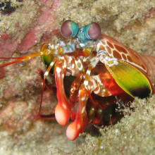 Mantis Shrimp