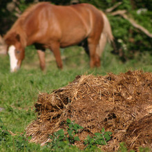 horse manure