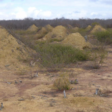 Termite Mound