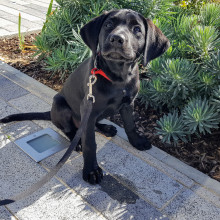 Bruce the black lab puppy