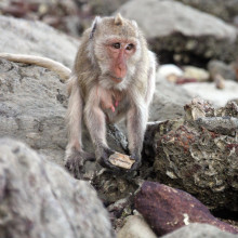 Macaques using tools to collect shellfish in Thailand