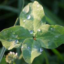 A "lucky" four-leaf clover