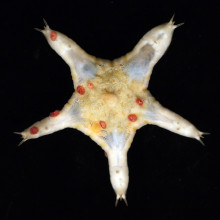 Deep sea creatures from the Pacific seafloor