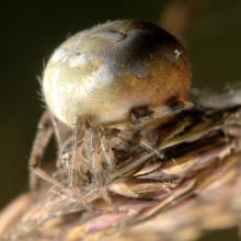 A four spotted orb weaver spider curled up